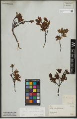 Foto von Salix waldsteiniana Willd.